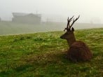 deer deer